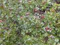 Cattley guava ، cherry guava ، red cattley guava